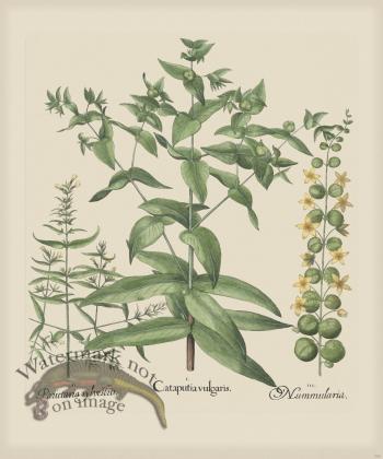 Besler 285 Colored  B2